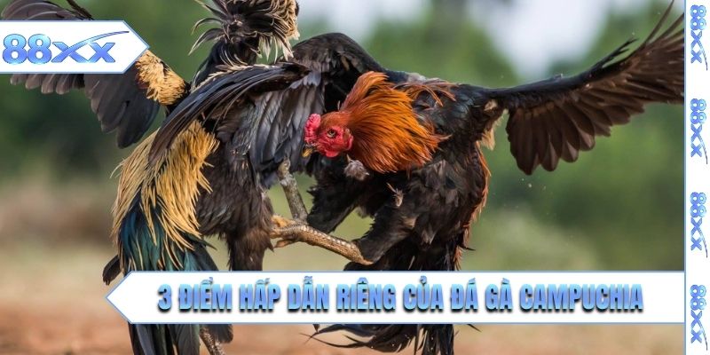 3 điểm hấp dẫn riêng của đá gà Campuchia