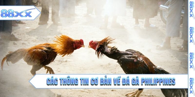 Các thông tin cơ bản về đá gà Philippines