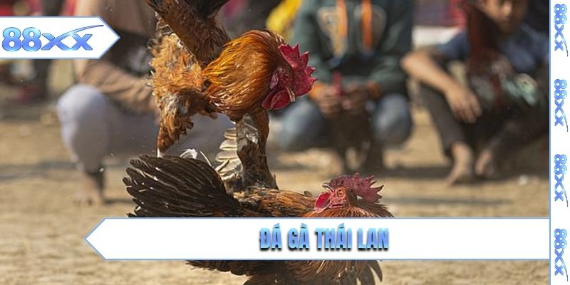 đá gà thái lan