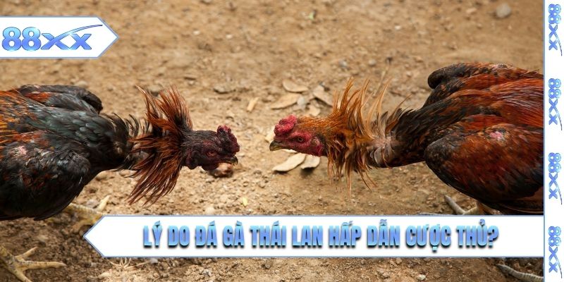 Lý do đá gà Thái Lan hấp dẫn cược thủ?